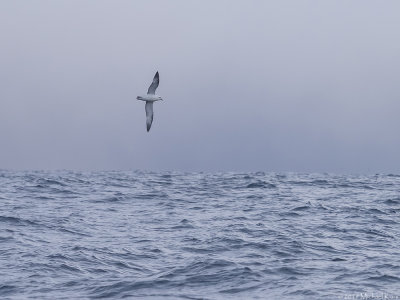Fulmar - Noordse Stormvogel