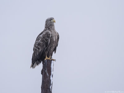 White-tailed Eagle - Zeearend