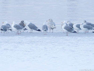 Glaucous Gull - Grote Burgemeester