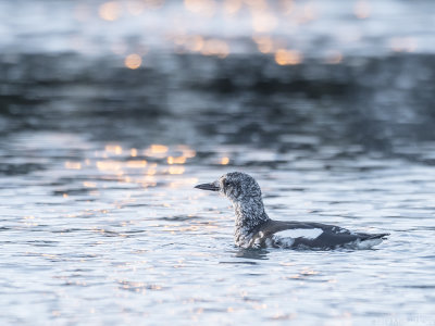 Black Guillemot - Zwarte Zeekoet