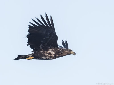 White-tailed Eagle - Zeearend