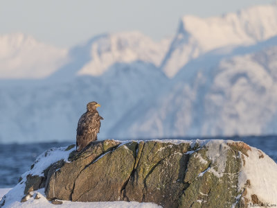White-tailed Eagle - Zeearend