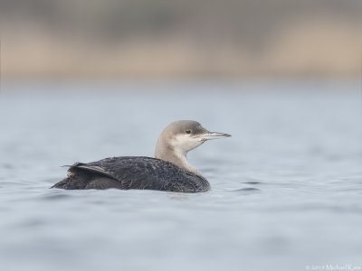 Black-throated Loon - Parelduiker