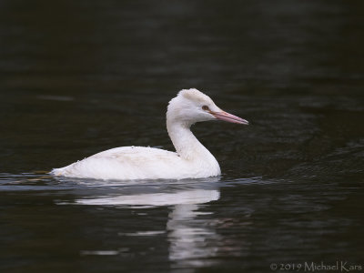 Greater Crested Crebe - Fuut