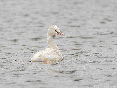 Great Crested Crebe - Fuut