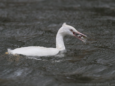 Great Crested Crebe - Fuut