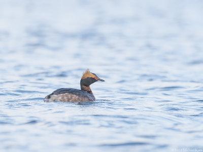 Horned Grebe - Kuifduiker - Podiceps auritus
