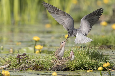 Black Tern - Zwarte Stern