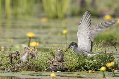 Black Tern - Zwarte Stern