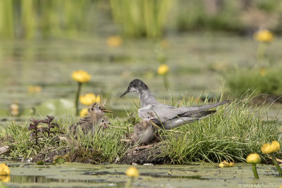 Black Tern - Zwarte Stern