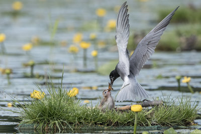 Black Tern - Zwarte Stern