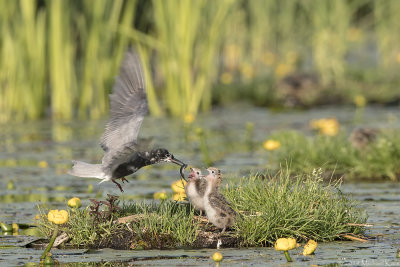 Black Tern - Zwarte Stern
