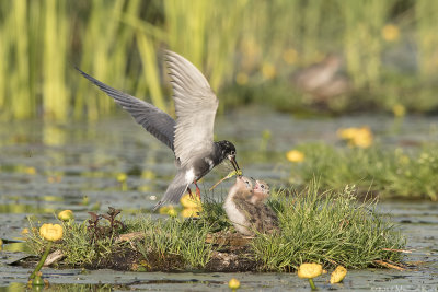 Black Tern - Zwarte Stern