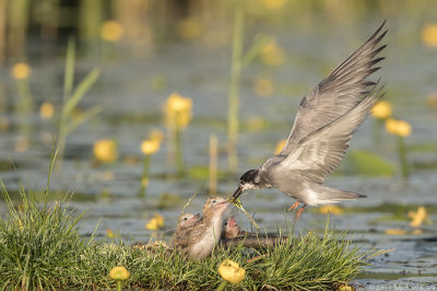 Black Tern - Zwarte Stern