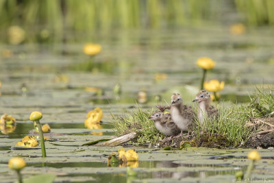 Black Tern - Zwarte Stern