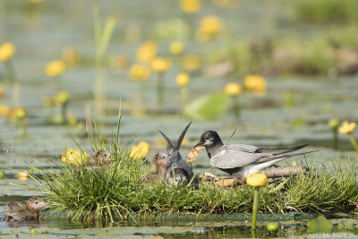Black Tern - Zwarte Stern