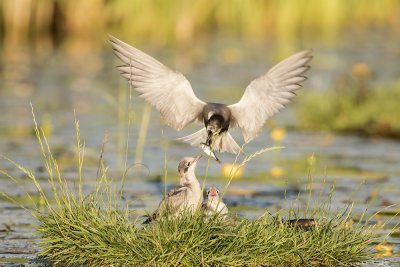 Black Tern - Zwarte Stern