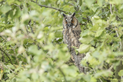 Long-eared Owl - Ransuil
