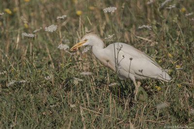 Cattle egret - Koereiger