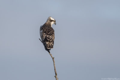 Osprey - Visarend