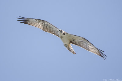 Osprey - Visarend
