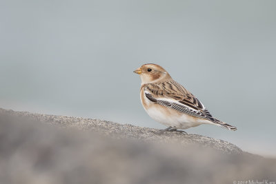 Snowbunting - Sneeuwgors