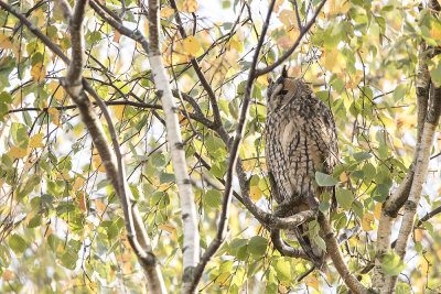 Long-eared Owl - Ransuil