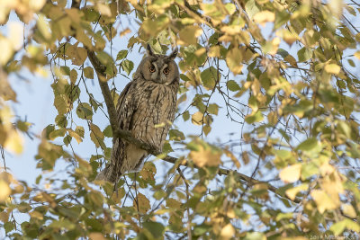 Long-eared Owl - Ransuil