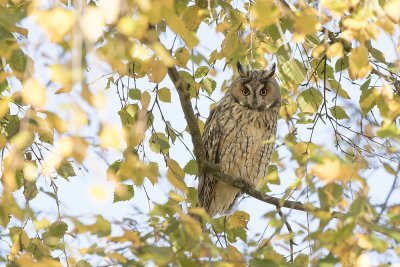 Long-eared Owl - Ransuil