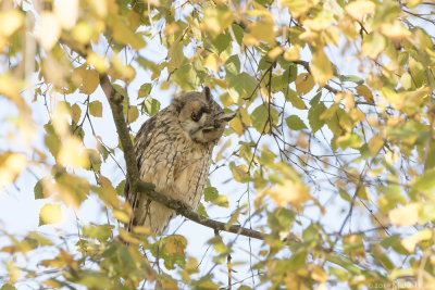 Long-eared Owl - Ransuil