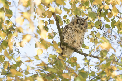 Long-eared Owl - Ransuil