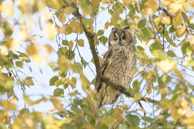 Long-eared Owl - Ransuil