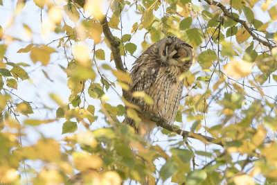 Long-eared Owl - Ransuil