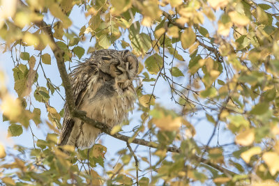 Long-eared Owl - Ransuil
