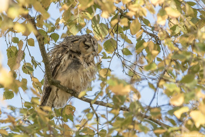 Long-eared Owl - Ransuil