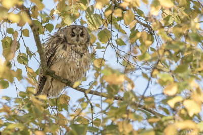 Long-eared Owl - Ransuil