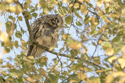 Long-eared Owl - Ransuil