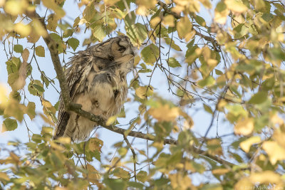Long-eared Owl - Ransuil