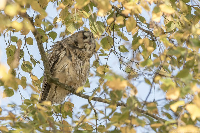 Long-eared Owl - Ransuil