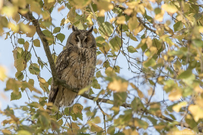 Long-eared Owl - Ransuil