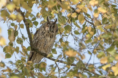 Long-eared Owl - Ransuil