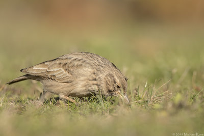 Crested Lark - Kuifleeuwerik - Galerida cristata