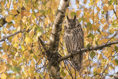 Long-eared Owl - Ransuil