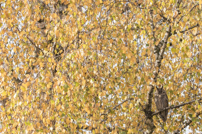 Long-eared Owl - Ransuil