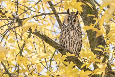 Long-eared Owl - Ransuil