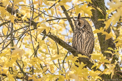Long-eared Owl - Ransuil