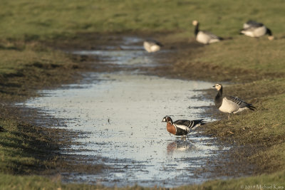 Red-breasted Goose - Roodhalsgans - Branta ruficollis