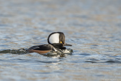 kokardezaagbek - hooded merganser