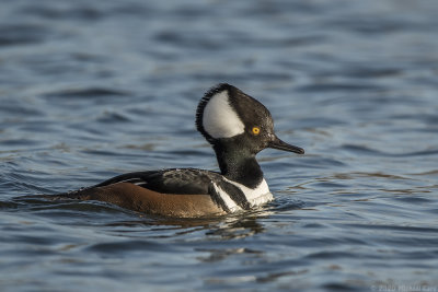 kokardezaagbek - hooded merganser