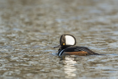 kokardezaagbek - hooded merganser